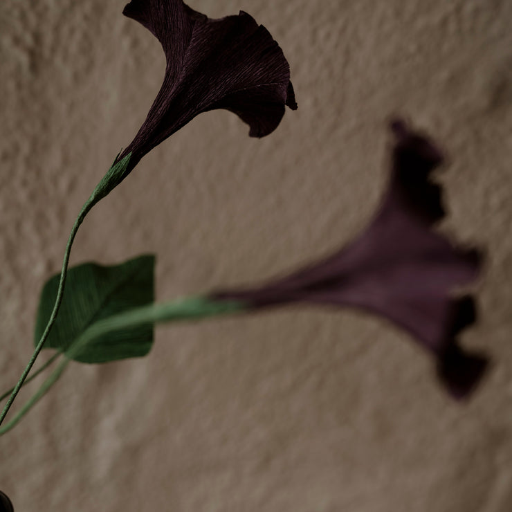 Papirblomster Morning Glory, Mørk aubergine