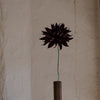 Papirblomst Labyrinth Dahlia, Mørk aubergine