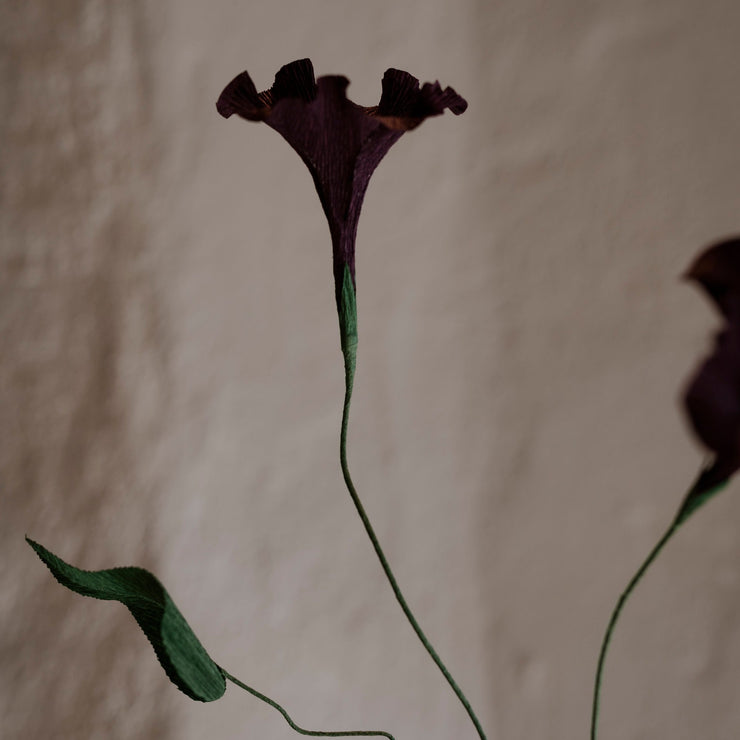 Papirblomster Morning Glory, Mørk aubergine