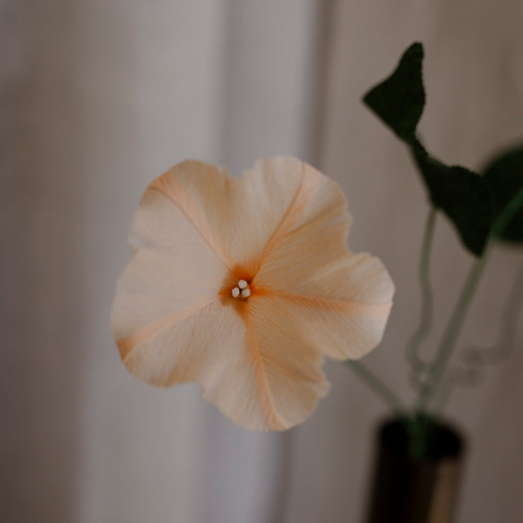 Papirblomster Morning Glory, Lys fersken