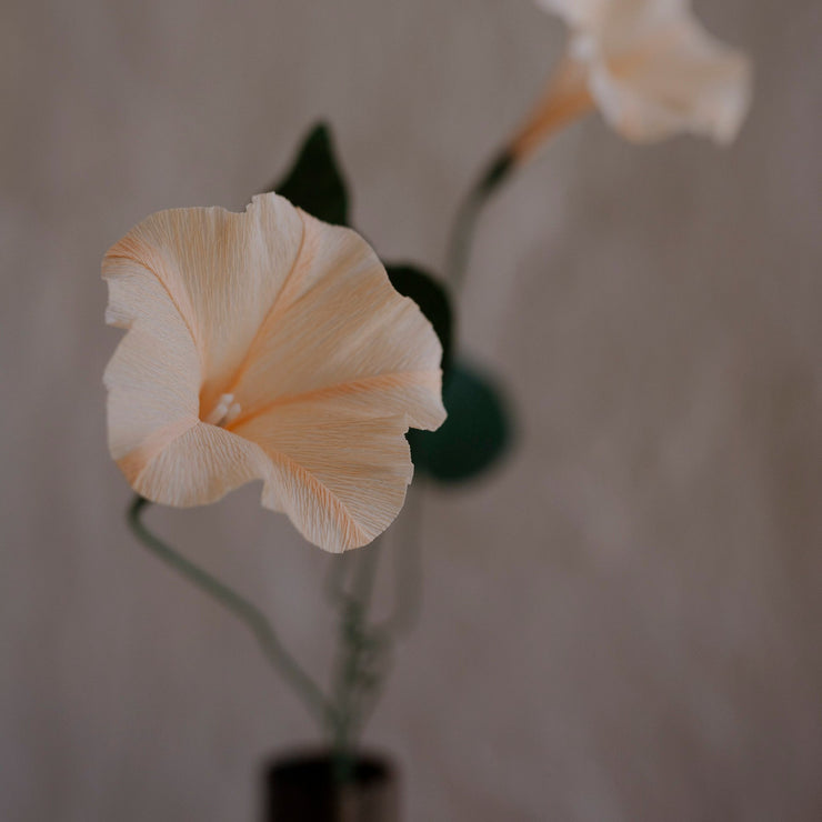 Papirblomster Morning Glory, Lys fersken