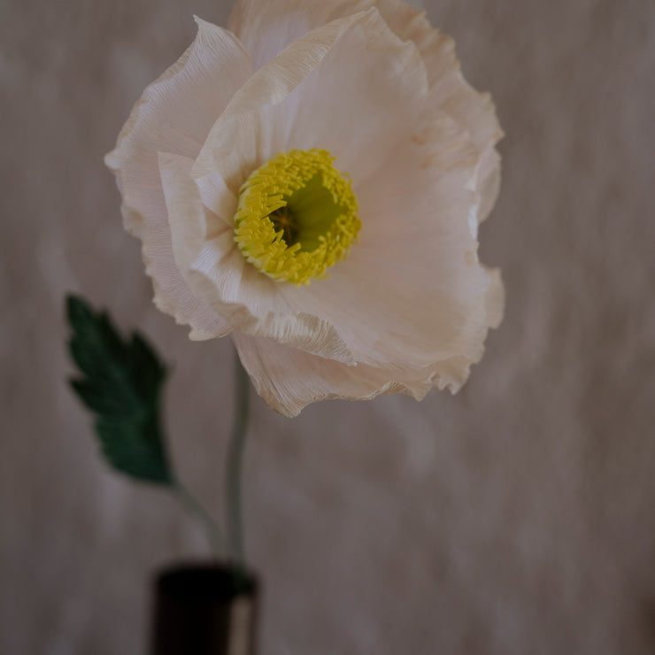 Poppy, Veldig lys fersken