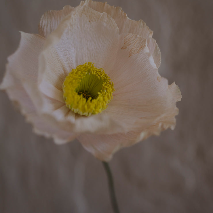 Poppy, Veldig lys fersken