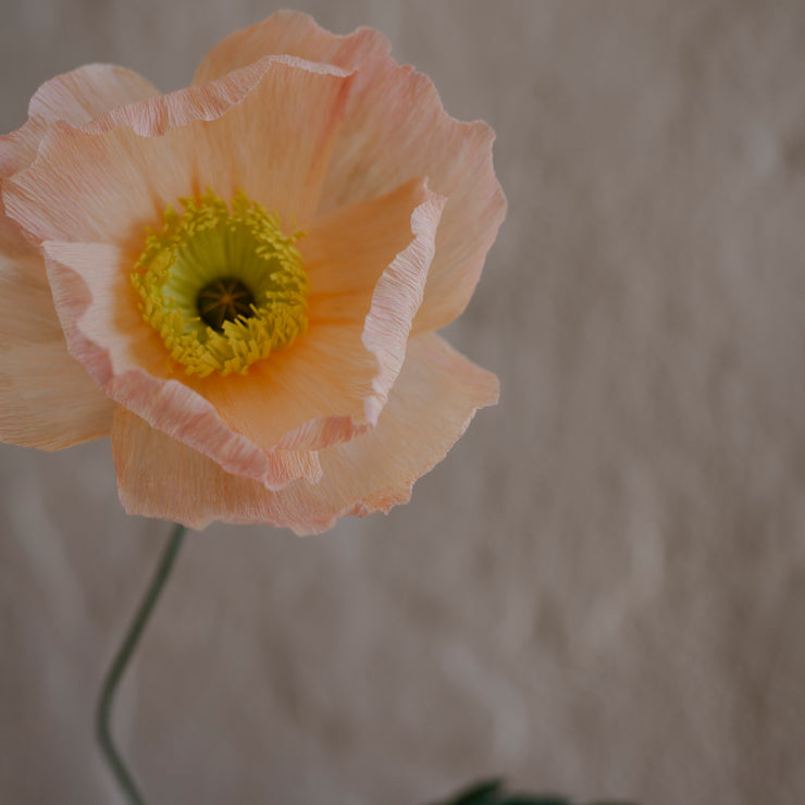 Poppy, Lys fersken