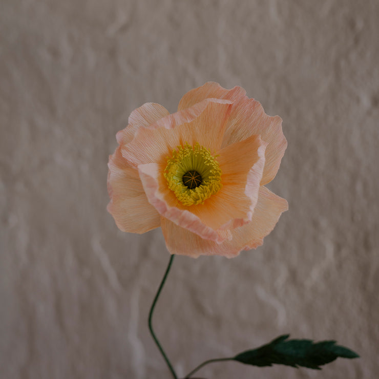 Poppy, Lys fersken