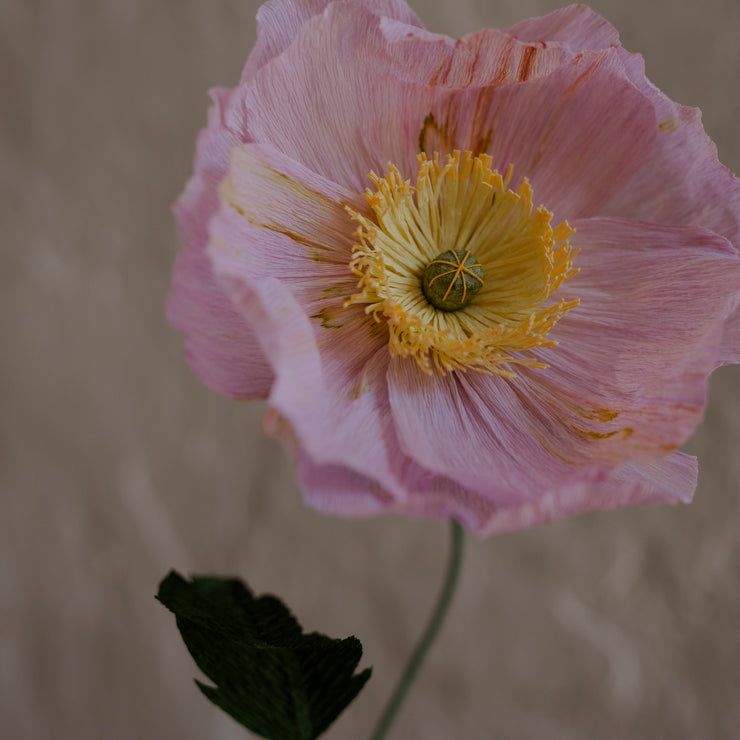 Poppy, Rosa