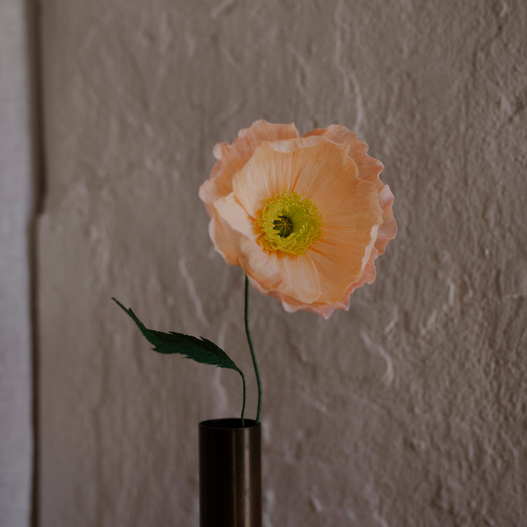 Poppy, Fersken