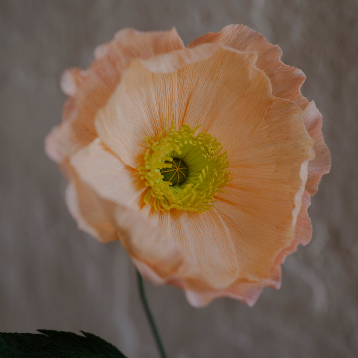 Poppy, Fersken