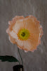 Poppy, Fersken