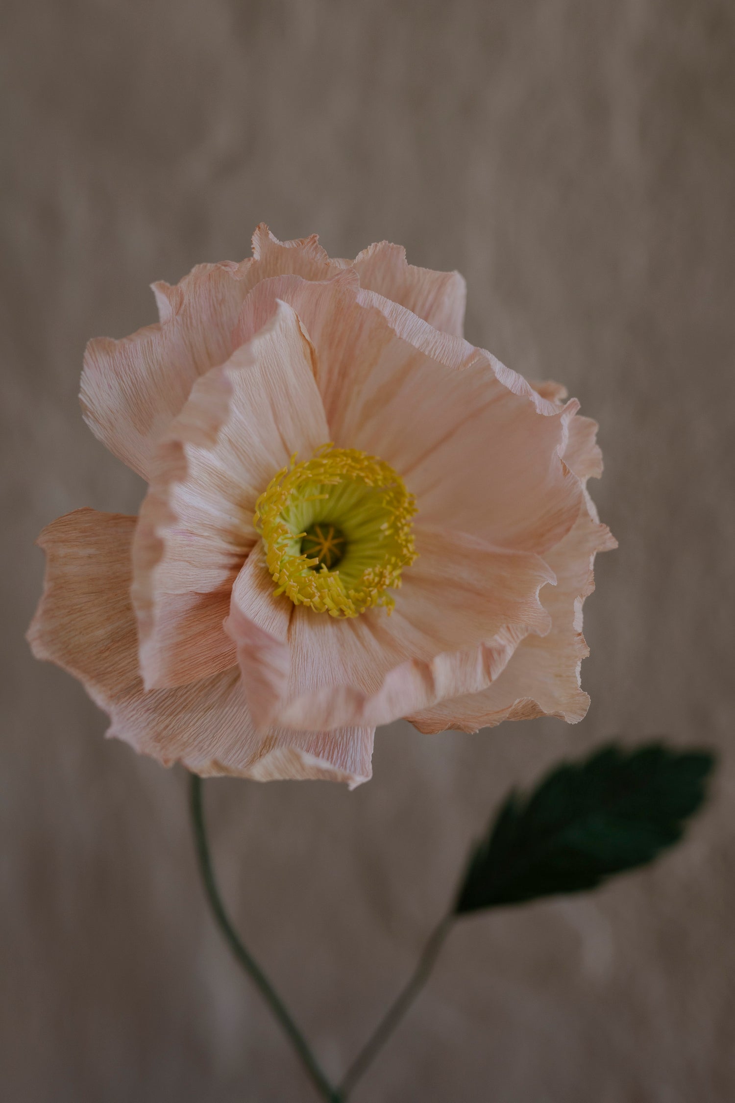 Poppy, Lys rosa