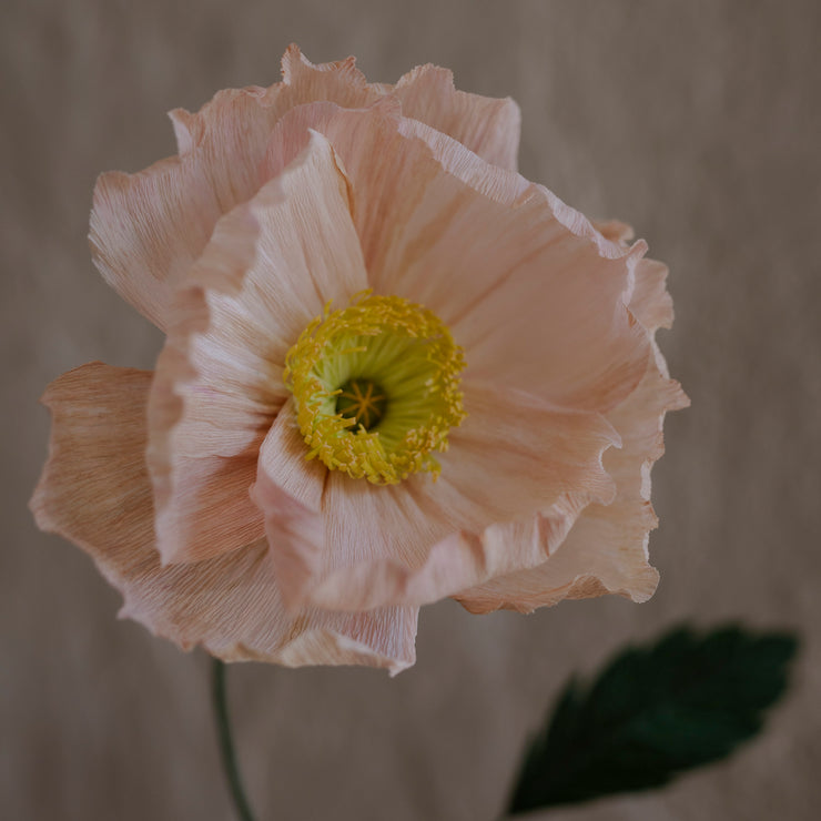 Poppy, Lys rosa