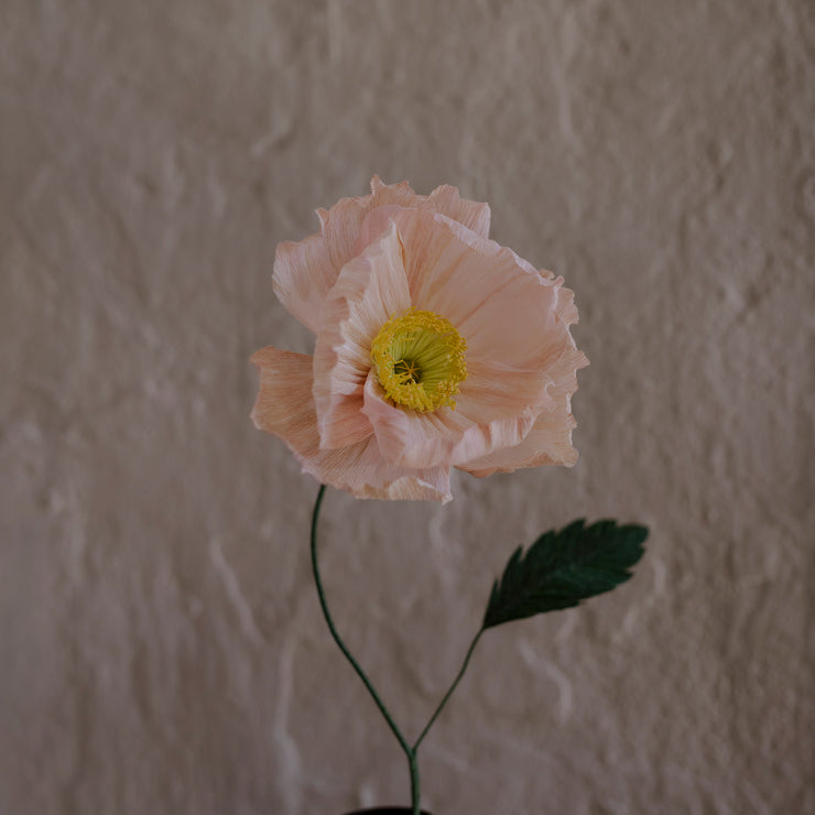 Poppy, Lys rosa